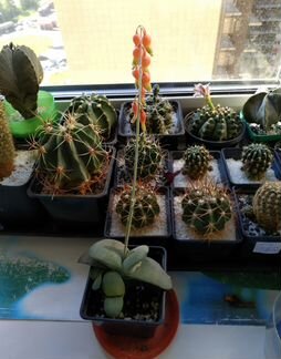 Гастерия пятнистая (Gasteria maculata) детки