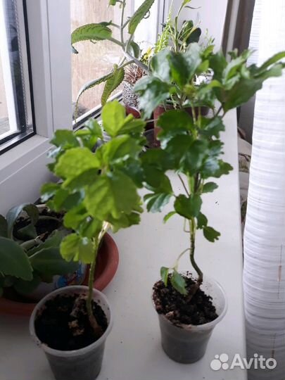 Эписция, алое, толстянка, переския хатиора и др