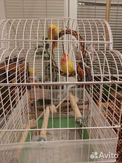 Попугай неразлучники с клеткой