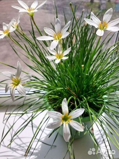 Зефирантес