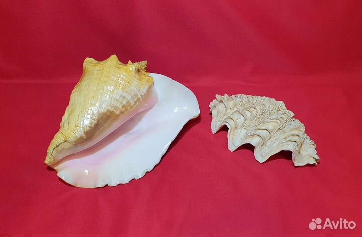 Морские раковины