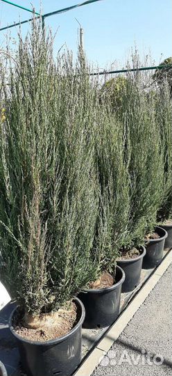 Можжевельник скальный Блю Эрроу
