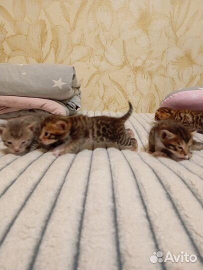 Бенгальские котята