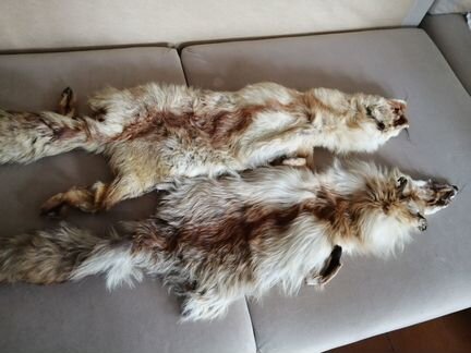 Шкурки лисы