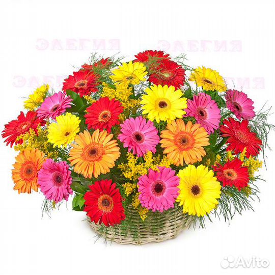 Композиция Анастасия