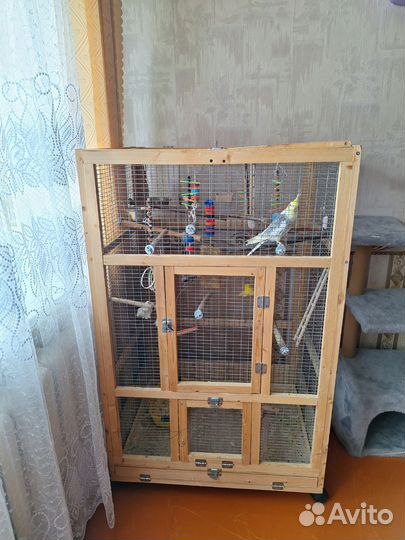 Продам попугая Карелла в месте с клеткой