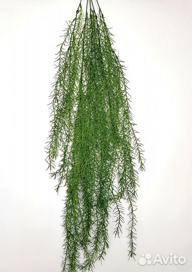 Растения для студии аспарагус опт