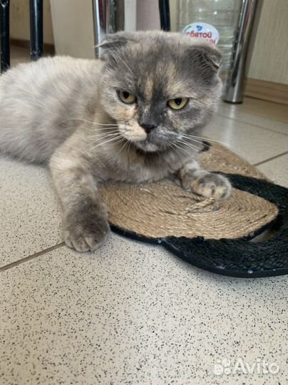 Шотландская кошка