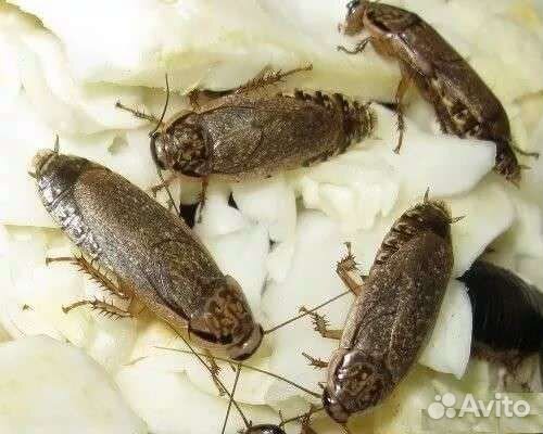 Мраморный таракан