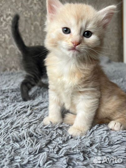 Кошка в дар бесплатно