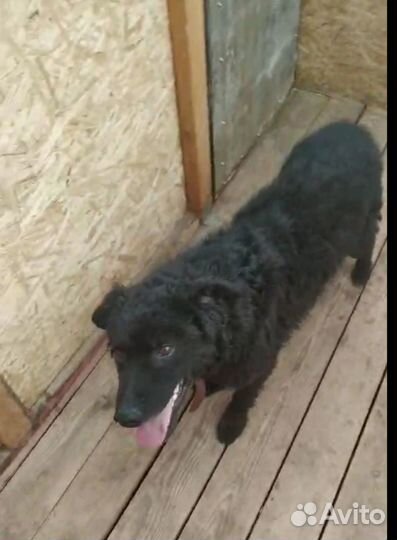 Умная собачка Мишка