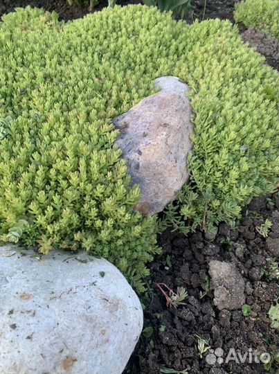 Почвопокровные растения для сада, альпийской горки