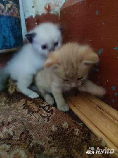 Котята в хорошие руки