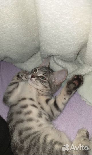 Передержка