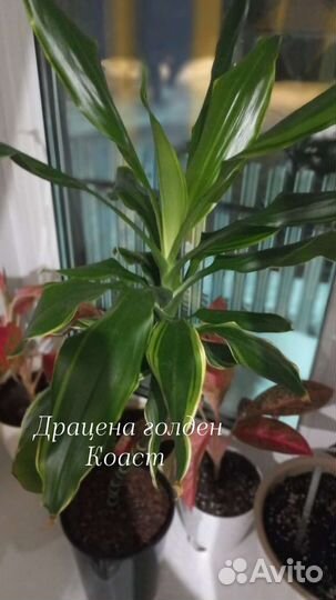 Драцена голден кост
