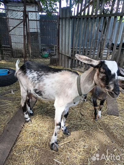 Коза дойная и козлики