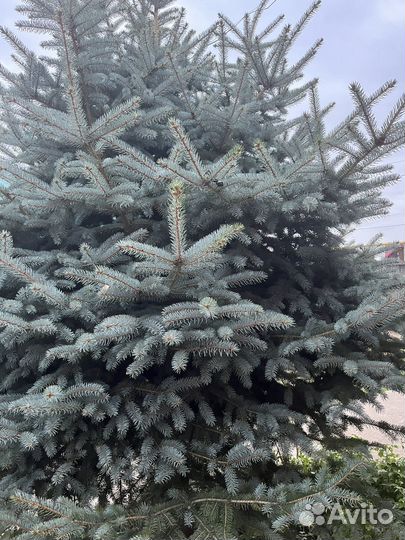 Ель голубая