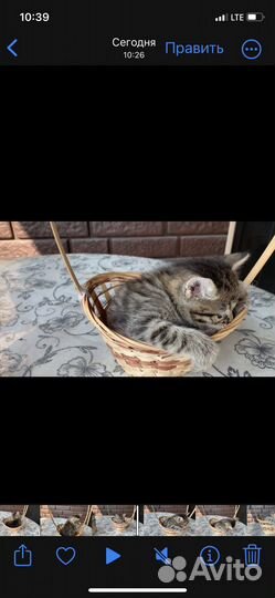 Кошка в дар бесплатно