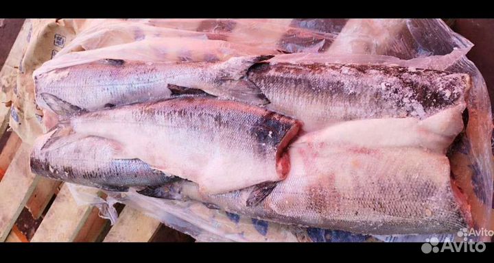 Кета с/м пбг. Улов 2023 года