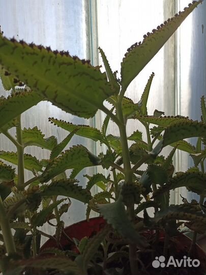 Коланхоэ лечебный