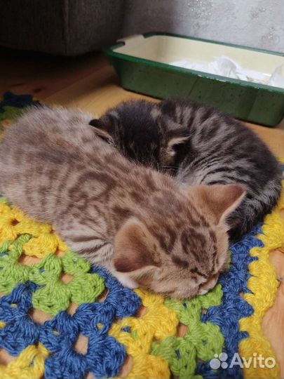 Британская кошка