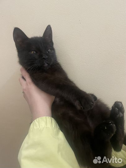 Кот