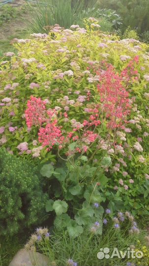 Гейхера - уникальное растение для вашего сада