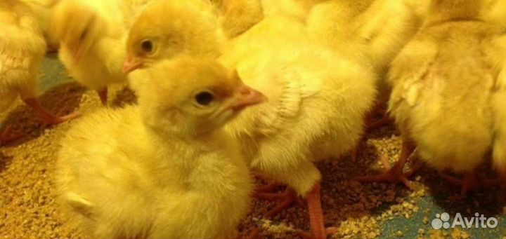 Цыплята бройлеры суточные