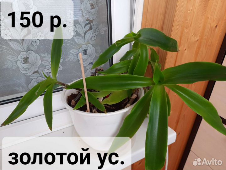 Комнатные цветы