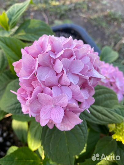 Гортензия Эндлесс Самер