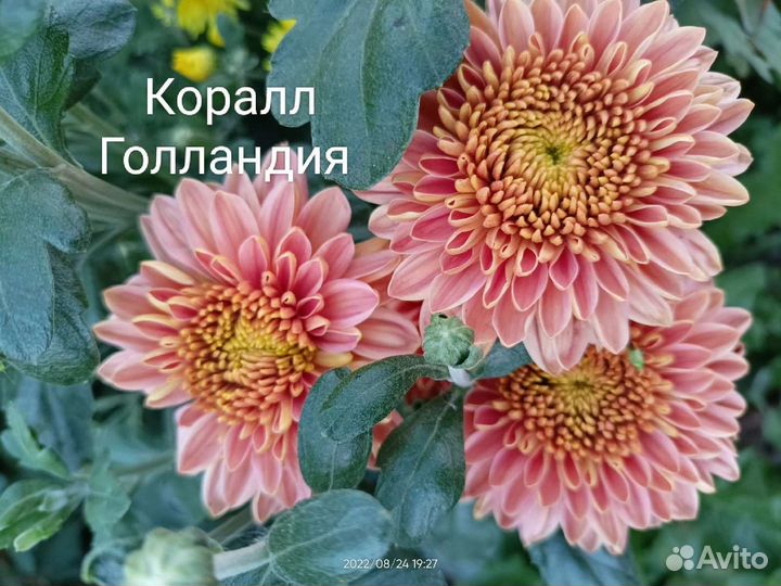 Хризантема корейская