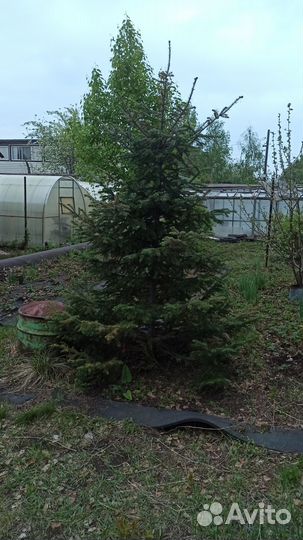 Ель обыкновенная саженцы