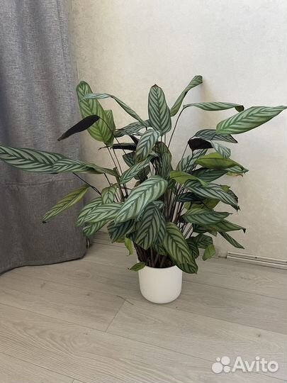 Цветок Калатея