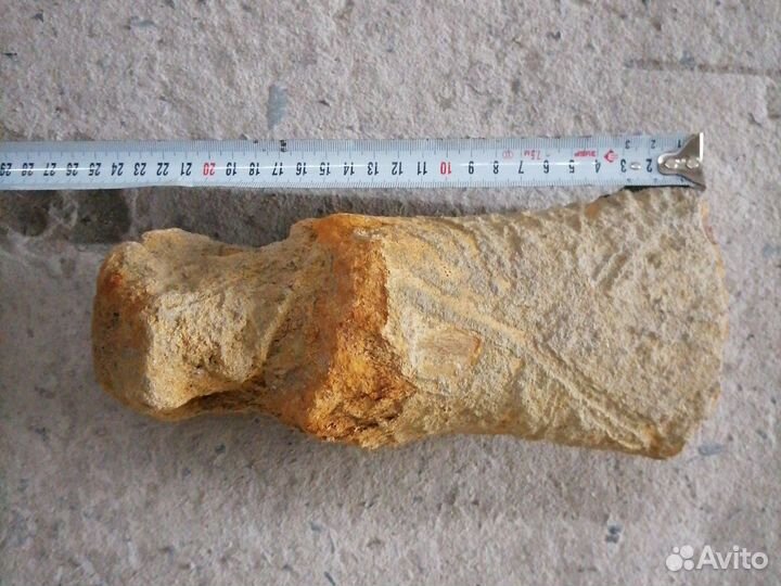 Окаменелости кости