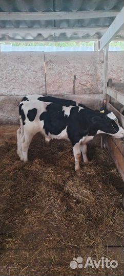 Телята бычки