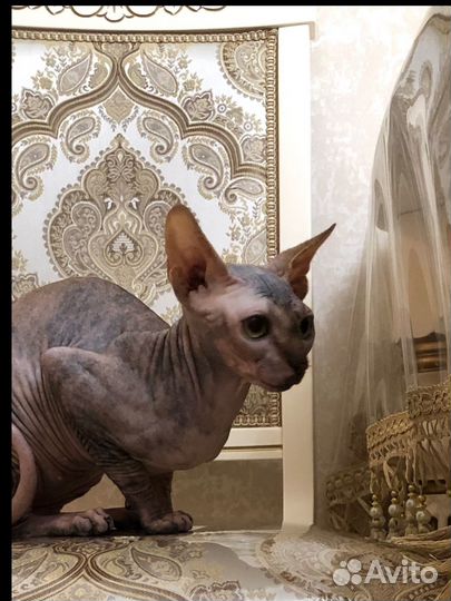 Канадский сфинкс кошка