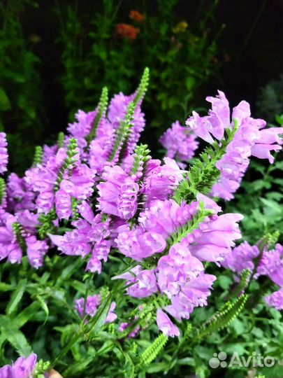 Физостегия