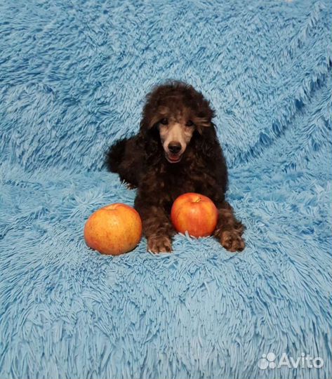 Миниатюрный пудель. Мальчик