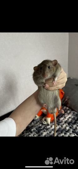 Крыса дамбо