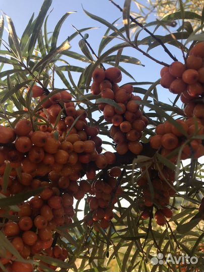 Облепиха саженцы