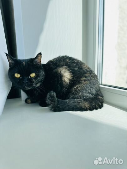 Британская кошечка