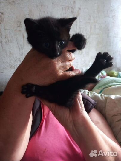 Шикарная дворовая порода отдам