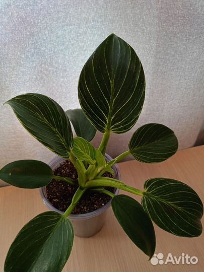 Филодендрон Биркин