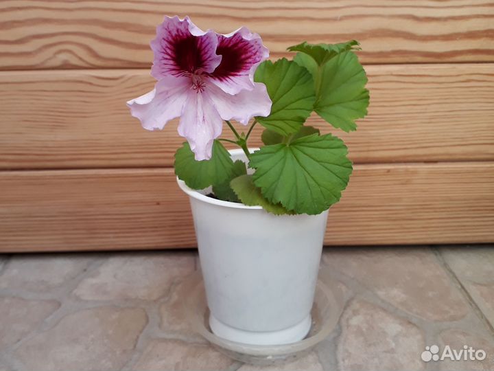 Герань (пеларгония)