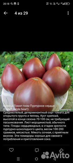 Рассада томатов (помидор)