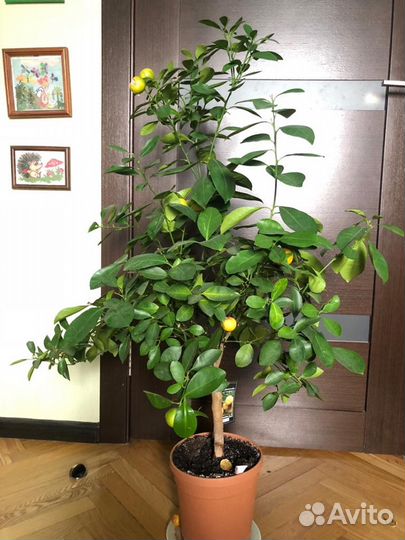 Саженцы мандаринового дерева