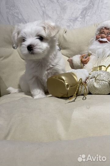 Мальтийская болонка