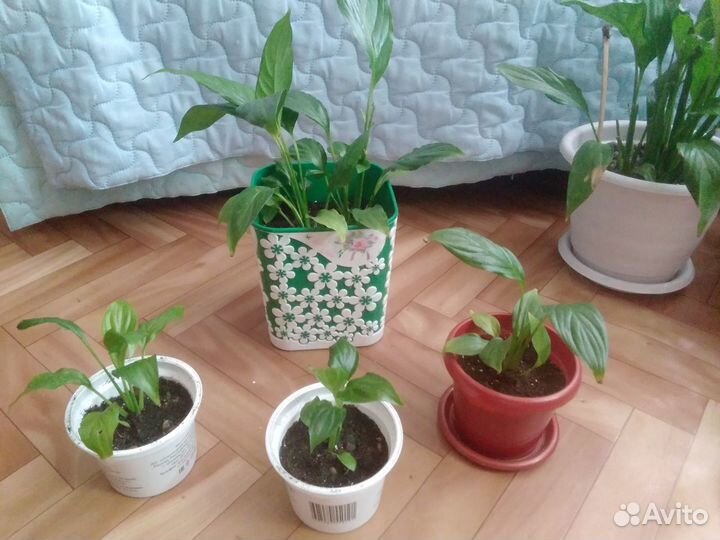 Женское счастье