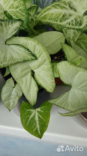 Комнатные цветы