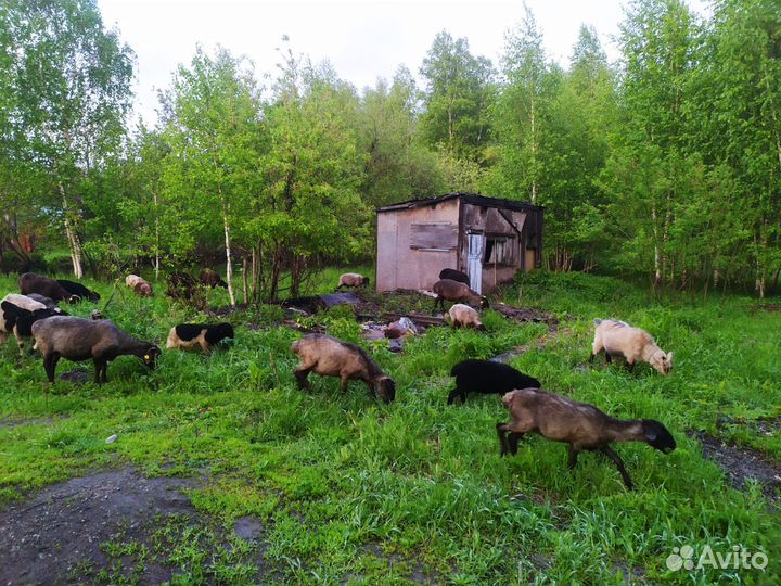 Овцы бараны ягнята